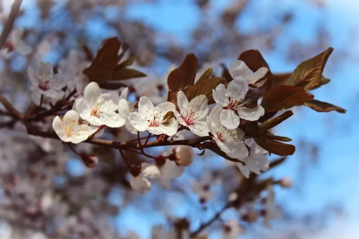 杏仁花，樱花，日本樱花树
