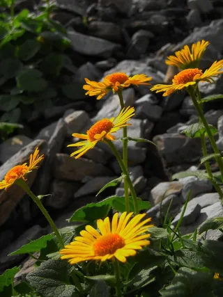 Retezat，山脉，特兰西瓦尼亚