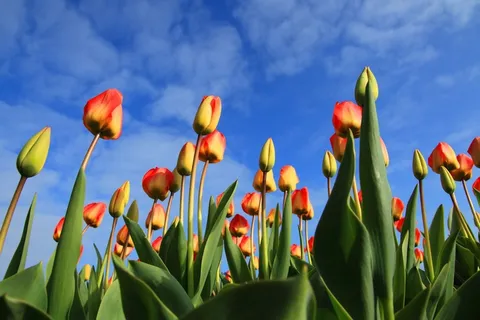 郁金香,郁金香花,克鲁西郁金香,花海,花卉,郁金香领域 郁金香,郁金香花,克鲁西郁金香,花海,花卉,郁金香领域