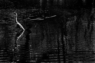 版画,钢笔画,简笔画,芭蕾舞演员,云门舞集,水中的鸟