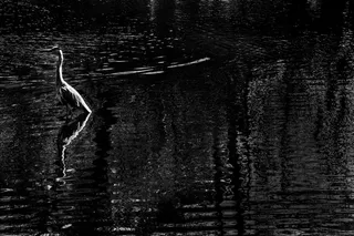 版画,钢笔画,简笔画,芭蕾舞演员,云门舞集,水中的鸟