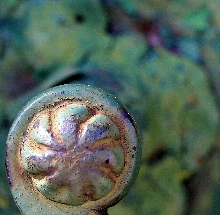 小蜗牛,七鳃鳗,玉螺,鲍鱼干,海螺,处理事物