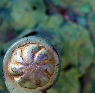 小蜗牛,七鳃鳗,玉螺,鲍鱼干,海螺,处理事物