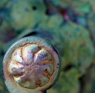 小蜗牛,七鳃鳗,玉螺,鲍鱼干,海螺,处理事物