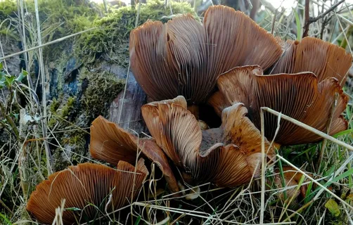 蘑菇,布朗,森林,十月 蘑菇,布朗,森林,十月