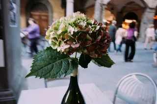 绣球花,*花,美蕊花,八仙花,盆栽植物,咖啡厅里的花