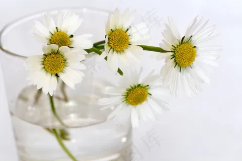 鲜花,静物,黛西,花瓶,关闭 鲜花,静物,黛西,花瓶,关闭