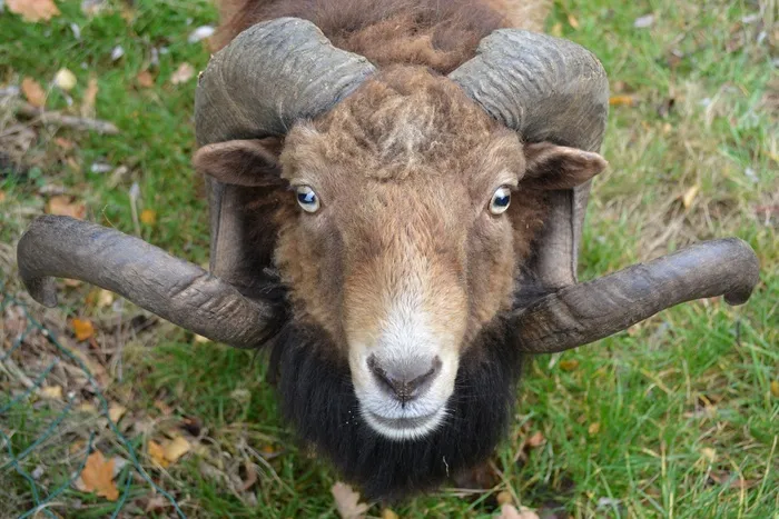 羊，牛角，动物，自然，Ram