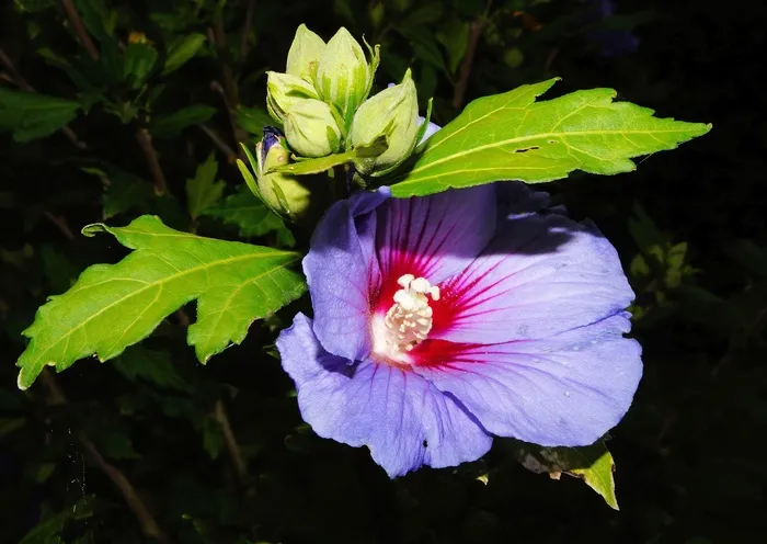 花，开花，蓝色，关闭，美丽，雌蕊