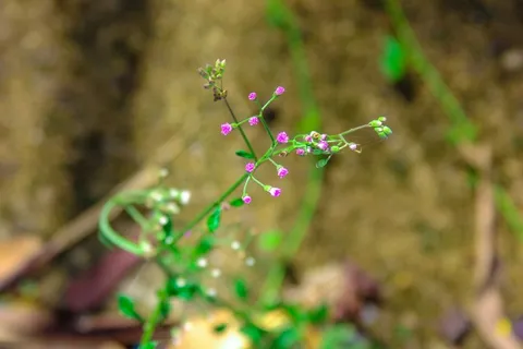 花，渺小，罗莎，性质，绿色，哥斯达黎加，美女