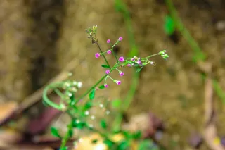 花，渺小，罗莎，性质，绿色，哥斯达黎加，美女