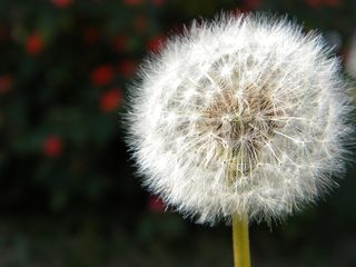 蒲公英，自然，种子，灯光效果