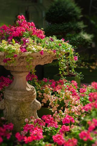 性质，花园，花，植物，开花，夏天