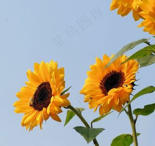 向日葵，鲜花，黄色，植物，夏天，植物群