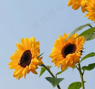 向日葵，鲜花，黄色，植物，夏天，植物群