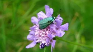 昆虫，花，自然，蓝色百日草