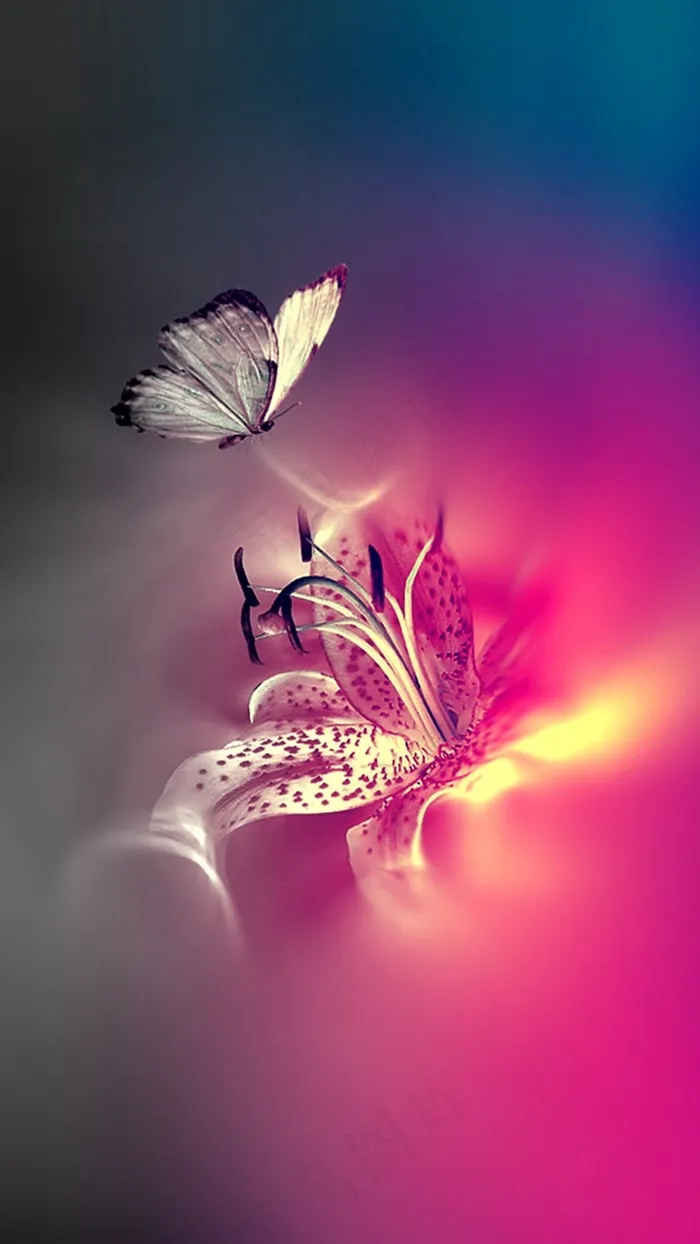 蝴蝶，粉红色，Bug