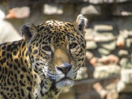 豹，野生，动物，猫，自然，野生动物，丛林