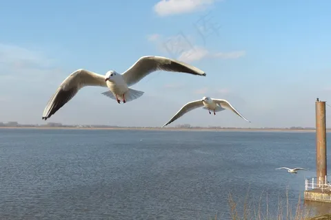 鸟，海鸥，飞行，水，易北河，天空