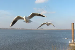 鸟，海鸥，飞行，水，易北河，天空
