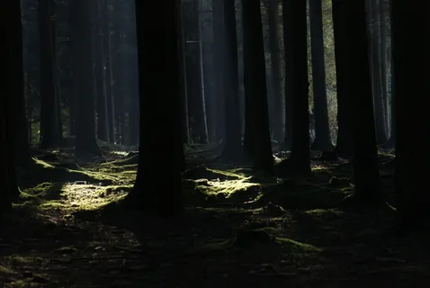 自然，森林，树木，景观，休息