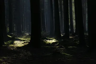 自然，森林，树木，景观，休息