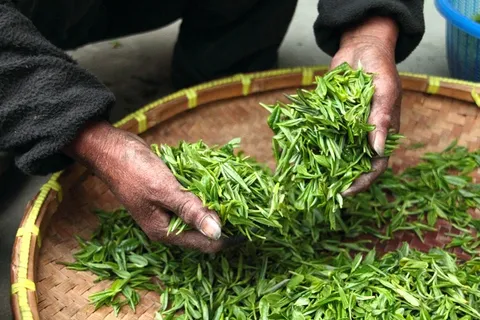 茶,农舍,手,新鲜 茶,农舍,手,新鲜