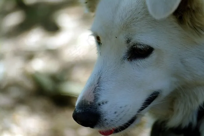 北极狼,玩具,小狗,猫,手,简
