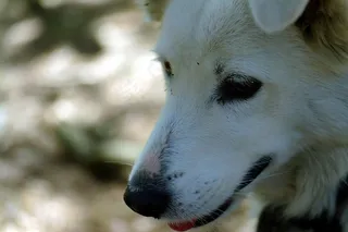 北极狼,玩具,小狗,猫,手,简