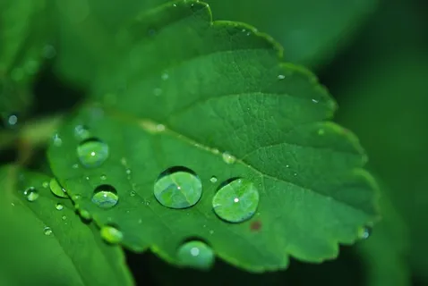 叶,水滴,水,露水,滴,性质,绿色 叶,水滴,水,露水,滴,性质,绿色