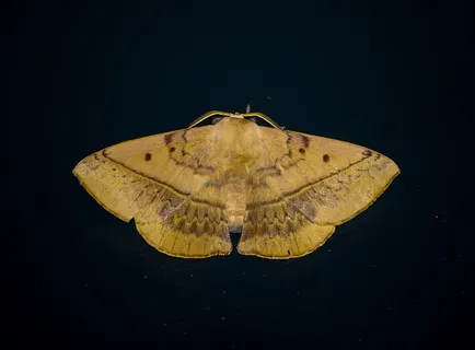 蛾类，昆虫，大，奶油，棕色，图案，拓荒，机翼