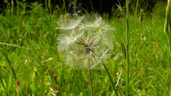 草甸，蒲公英，夏天，植物，花园，花