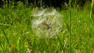 草甸，蒲公英，夏天，植物，花园，花