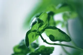 草药，罗勒，插头，植物，绿色，食品，香料，健康