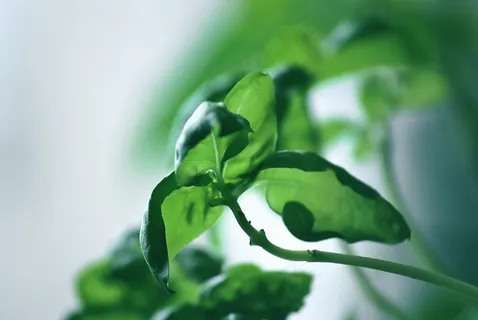 草药,罗勒,插头,植物,绿色,食品,香料,健康 草药,罗勒,插头,植物,绿色,食品,香料,健康