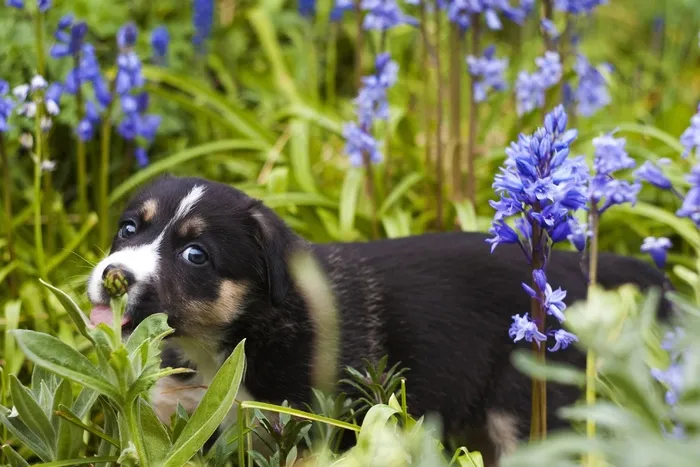 小狗，狗，可爱，犬，宠物，花园，狗，鲜花