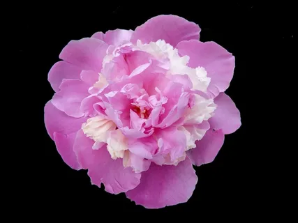 牡丹玫瑰,鲜花,性质,花园,宏,春天 牡丹玫瑰,鲜花,性质,花园,宏,春天