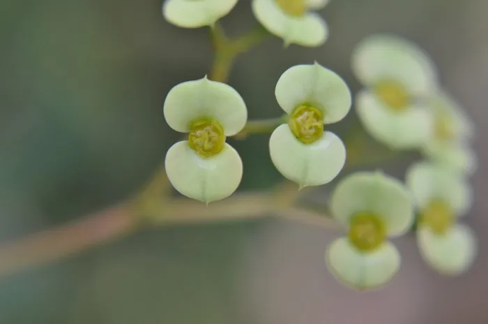 植物，宏，新鲜