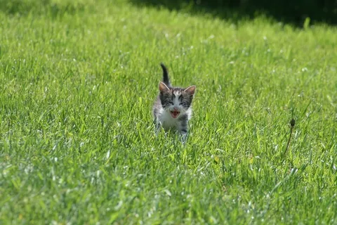 猫,小猫,可爱,宠物,流浪动物,小狗 猫,小猫,可爱,宠物,流浪动物,小狗