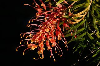 Grevillea，花，澳大利亚，本机，红色，橙色