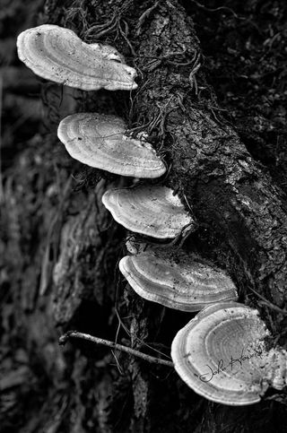 层孔菌,宽鳞多孔菌,灵芝,赤芝,蘑菇/菌类,灵芝蘑菇！