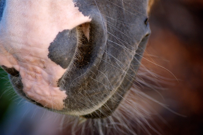 鼻孔，马，动物，棕色，马头，动物