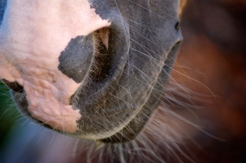 鼻孔，马，动物，棕色，马头，动物