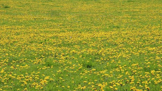 蒲公英，草地，黄色，绿色，指出花