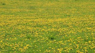 蒲公英，草地，黄色，绿色，指出花