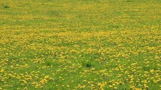 蒲公英，草地，黄色，绿色，指出花