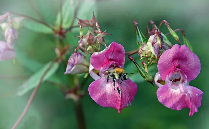 蜂，蜜蜂，昆虫，开花，花，花