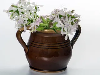 鲜花，克鲁格，啤酒杯，布朗