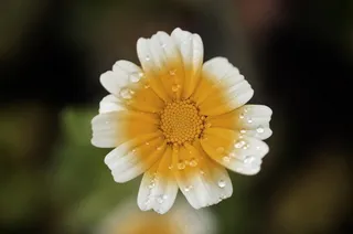 花，花的，开花，自然，春天，夏天，盛开