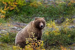 灰熊，野生动物，自然，野生，食肉兽，阿拉斯加